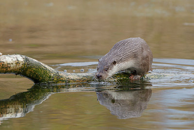 BUITEN BEELD Foto: 228982