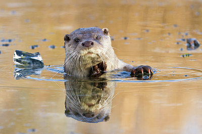 BUITEN BEELD Foto: 228991