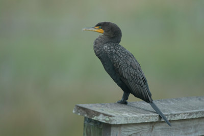 BUITEN BEELD Foto: 22025