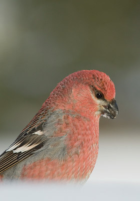 BUITEN BEELD Foto: 22098