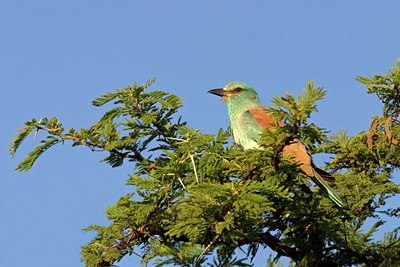 BUITEN BEELD Foto: 22115