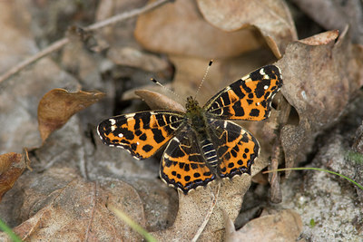 BUITEN BEELD Foto: 22213