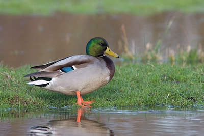 BUITEN BEELD Foto: 22219