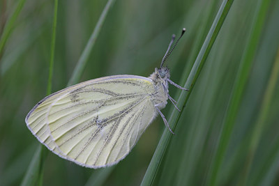 BUITEN BEELD Foto: 22237