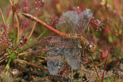 BUITEN BEELD Foto: 22245