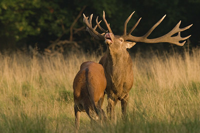 BUITEN BEELD Foto: 22257