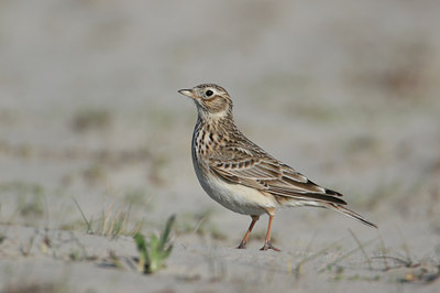 BUITEN BEELD Foto: 22263
