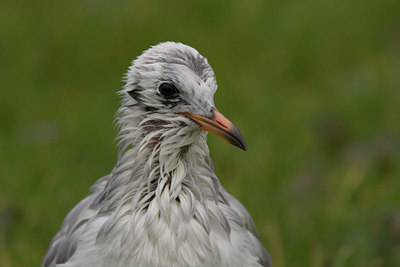 BUITEN BEELD Foto: 22277
