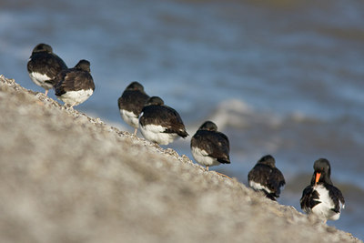 BUITEN BEELD Foto: 22294