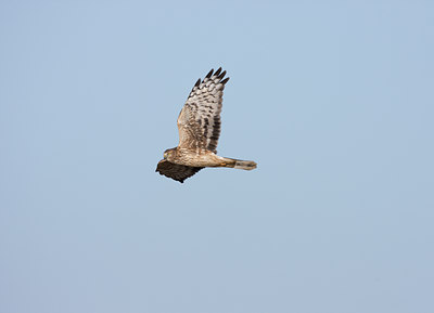 BUITEN BEELD Foto: 22335
