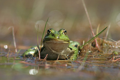 BUITEN BEELD Foto: 22336