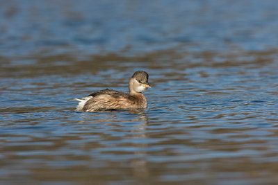 BUITEN BEELD Foto: 22338