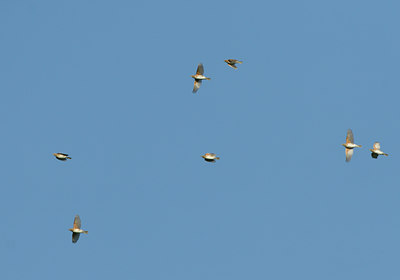 BUITEN BEELD Foto: 22346