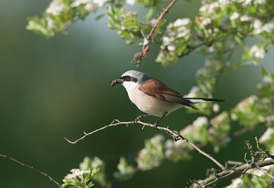 BUITEN BEELD Foto: 22422