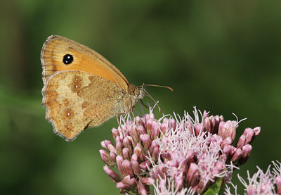 BUITEN BEELD Foto: 22434