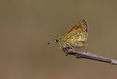 BUITEN BEELD Foto: 22435