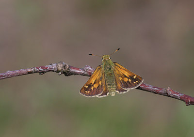 BUITEN BEELD Foto: 22436