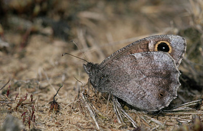 BUITEN BEELD Foto: 22444