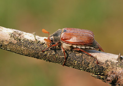 BUITEN BEELD Foto: 22446