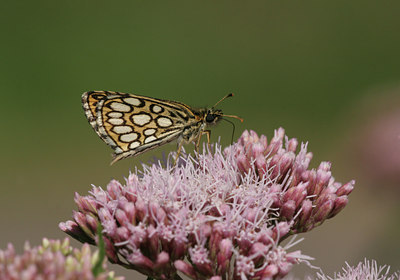 BUITEN BEELD Foto: 22456