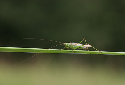 BUITEN BEELD Foto: 22461