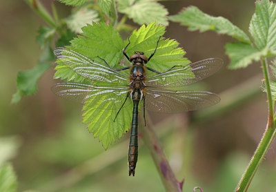 BUITEN BEELD Foto: 22462