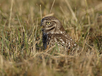 BUITEN BEELD Foto: 22479