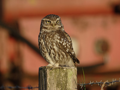 BUITEN BEELD Foto: 22480