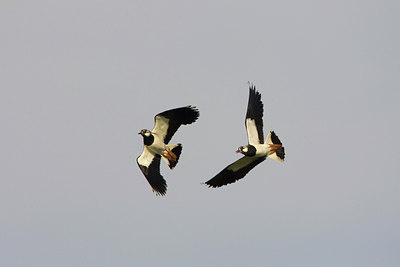 BUITEN BEELD Foto: 22484