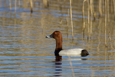 BUITEN BEELD Foto: 22487