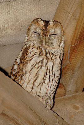 BUITEN BEELD Foto: 22489