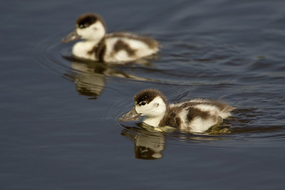 BUITEN BEELD Foto: 22523