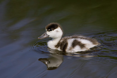 BUITEN BEELD Foto: 22524