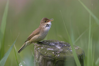 BUITEN BEELD Foto: 22539