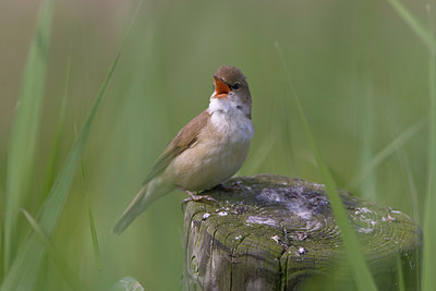 BUITEN BEELD Foto: 22541