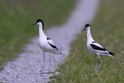 BUITEN BEELD Foto: 22543