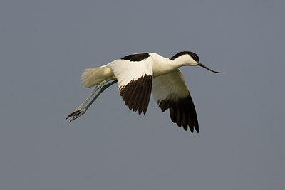 BUITEN BEELD Foto: 22544