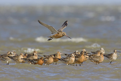 BUITEN BEELD Foto: 22547