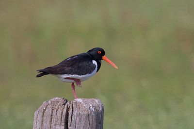 BUITEN BEELD Foto: 22548