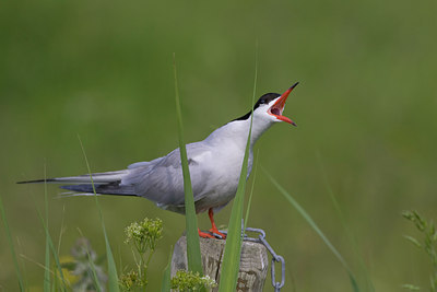 BUITEN BEELD Foto: 22549