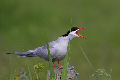 BUITEN BEELD Foto: 22551