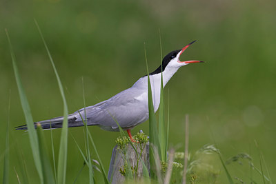 BUITEN BEELD Foto: 22552