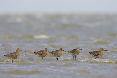 BUITEN BEELD Foto: 22564