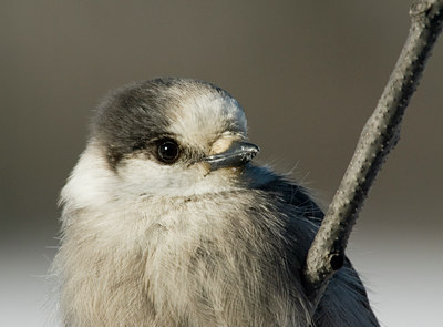 BUITEN BEELD Foto: 22586