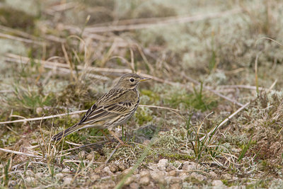 BUITEN BEELD Foto: 22608