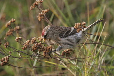 BUITEN BEELD Foto: 22612
