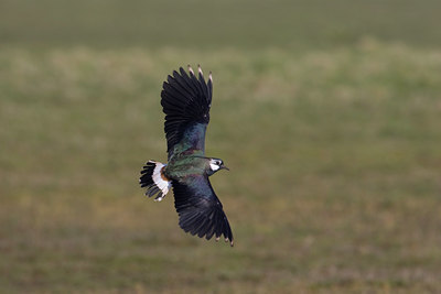BUITEN BEELD Foto: 22621