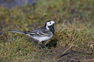 BUITEN BEELD Foto: 22625