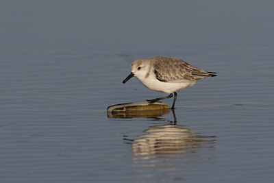 BUITEN BEELD Foto: 22637