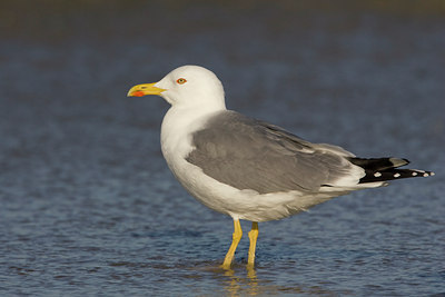 BUITEN BEELD Foto: 22642